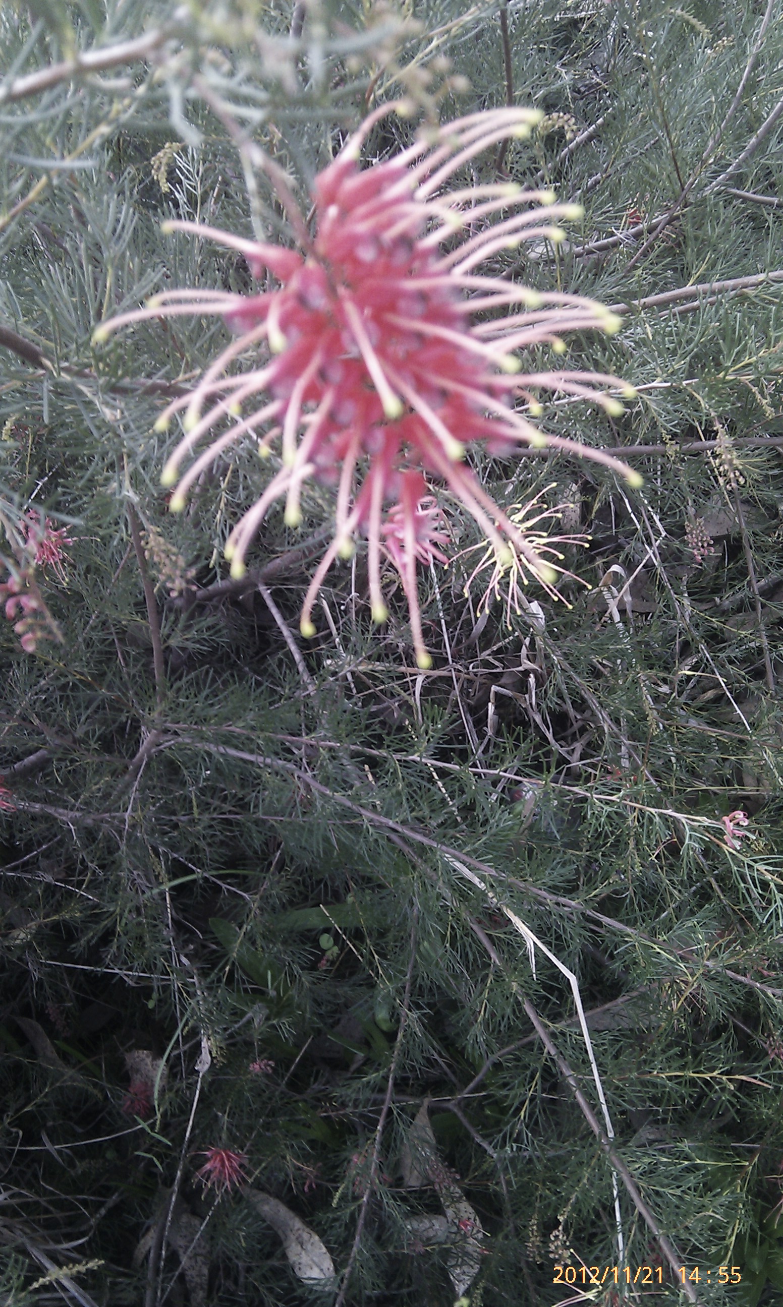 grevillea banksii